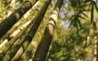Op welke temperatuur kan bamboe groeien?