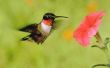 Struiken en heesters die kolibries trekken