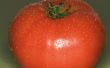 Preschool tomaat Craft
