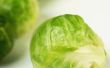 How to Care for Brussels Sprout planten