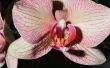 Hoe verpotten orchideeën van ijs