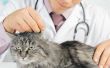 Wat zijn de oorzaken van verhoogde niveaus in functie van de lever van een kat?