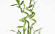 How to Care For Lucky Bamboo planten