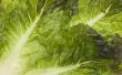 How to Grow Lettuce in PVC-buizen