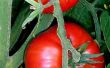 Tomaten Plant identificatie