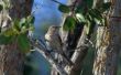 Hoe te voeden een Mockingbird
