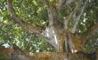 Hoe te verzegelen van een gesneden ledemaat op een boom