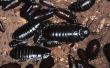 Kakkerlakken in geheugeneenheden
