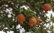Groeiende eisen voor granaatappel bomen