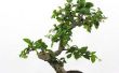 Hoe om te voorkomen dat een Bonsai boom sterven
