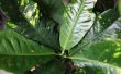 Hoe kan u helpen een Plant van de rubberboom die bladeren verliest