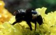 How to Get Rid van hout bijen zonder chemicaliën