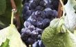 Moeten Muscadine druiven een partner?