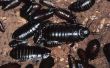 Bugs & insecten die er als kakkerlakken uitzien
