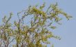 Hoe de zorg voor een kurkentrekker Willow Tree