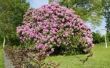 Hoe te planten van Rhododendron