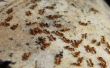 How to Kill rode mieren gemakkelijk