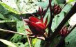 Eetbare Hibiscus