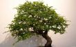 Bonsai Tree Care for Beginners