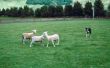 Het gebruik van een schapen hond fluitje