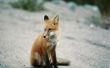 Fox bont kleuren