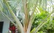 Feiten over Native Florida palmbomen