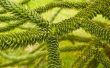 How to Care for Monkey-Puzzle bomen