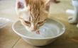 Hoe de behandeling van een kat die heeft bleekwater ingeslikt