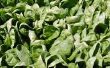 Hoe spinazie zaden ontkiemen