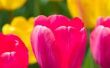 Hoe te het Label van de delen van een Tulip-Flower