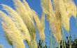 How to Grow Pampas gras in Containers