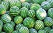 Watermeloen hydrocultuur tuinen
