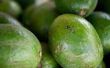 Hoe te enten een Avocado boom te produceren Avocado Fruit