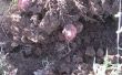 How to Plant rode aardappelen in Texas