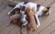 Hoe de zorg voor een moeder kat na Kittens