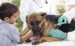Hond rabiës vaccinatie bijwerkingen