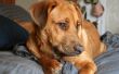 Natuurlijke Home Remedies voor jeukt als gevolg van vlooienbeten op honden