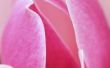 Bloeiperiode van de roze magnoliaboom in het Late voorjaar