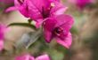 Hoe maken Bougainvillea planten bloem en gezond
