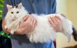 How to Get Rid van een Fat tasje aan een kat