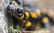 Hoe maak je een leefgebied van de Salamander