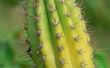 How to Care for Cactus & succulenten