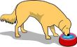 Hoe te meten voor een verhoogde Dog Bowl