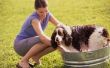 Huis remedie voor insectenafweermiddel voor honden