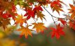 Hoe om te genieten van de herfst bladeren in New York City's Central Park