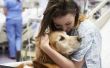 Hoe een therapie hond adopteren