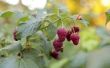 Hoe te herkennen van de ziekte in mijn Raspberry planten