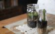 Hoe om te groeien van een Plant in een glazen fles