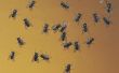 Zelfgemaakte vliegen insectenwerende middelen voor kinderen