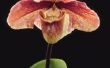 Wanneer moet orchideeën worden verpot?